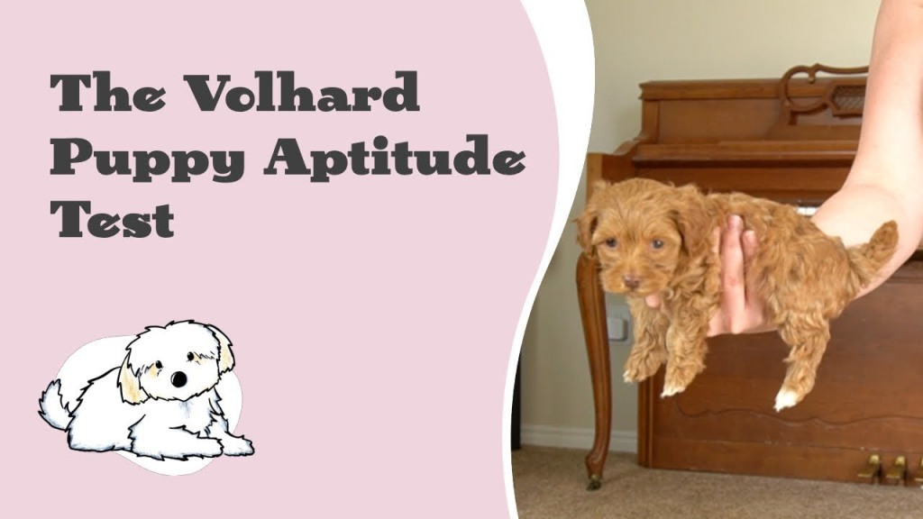 choosing-a-puppy-the-volhard-puppy-aptitude-test-the-online-dog-trainer-doggy-dan-review
